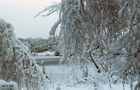 FotosRGES: Frost-on-trees-and-lake-[NL-2001]---KIH